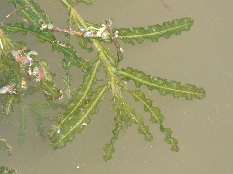 Potamogeton crispus