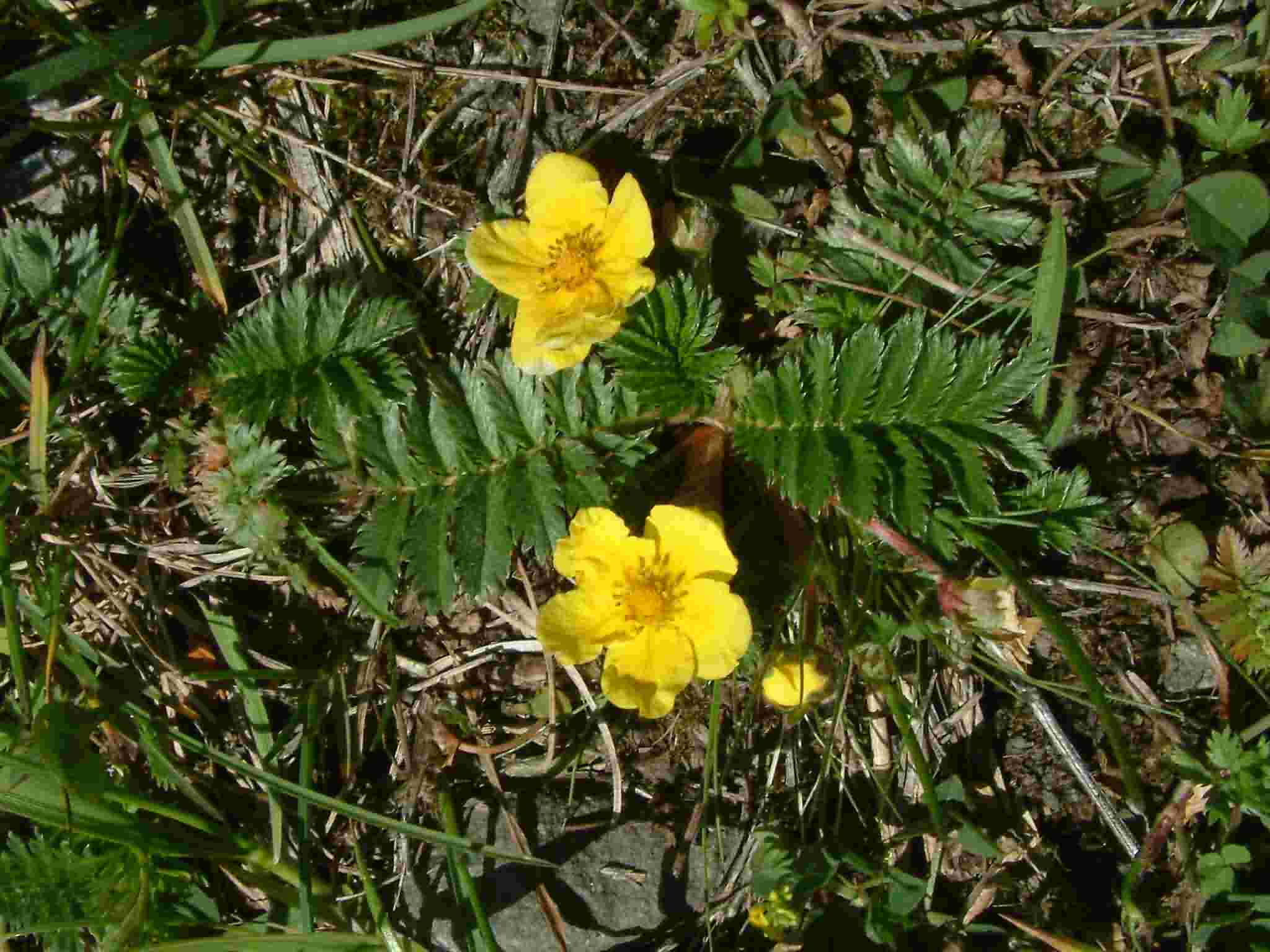 Potentilla anserina 1