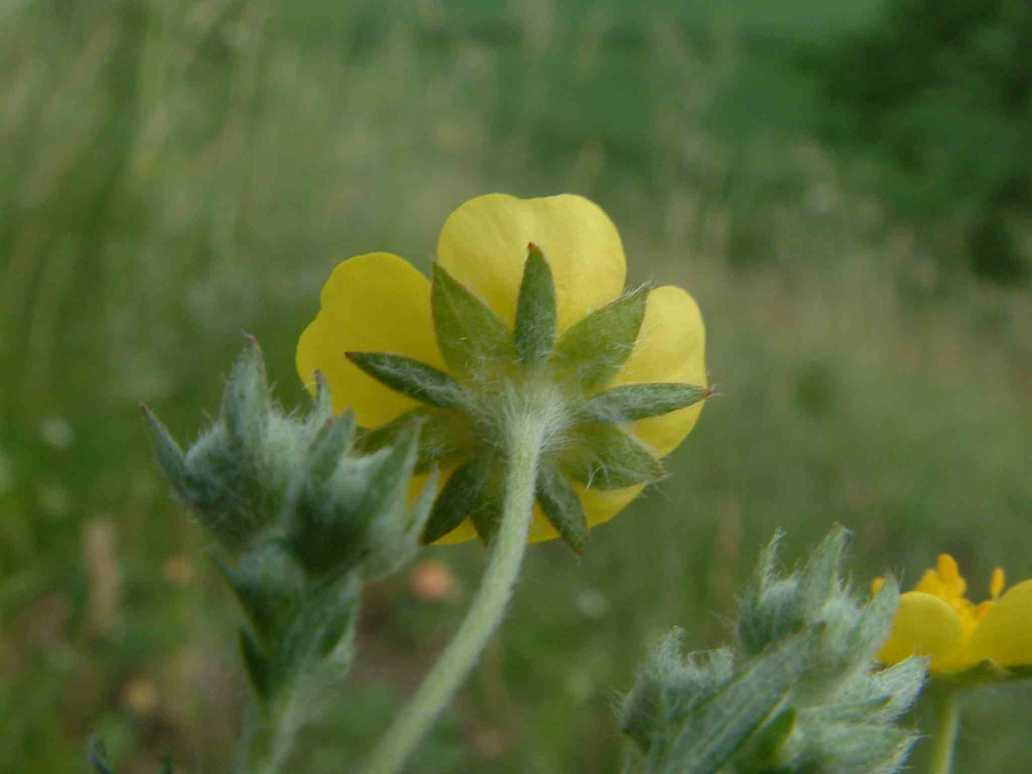 Potentilla argentea 4