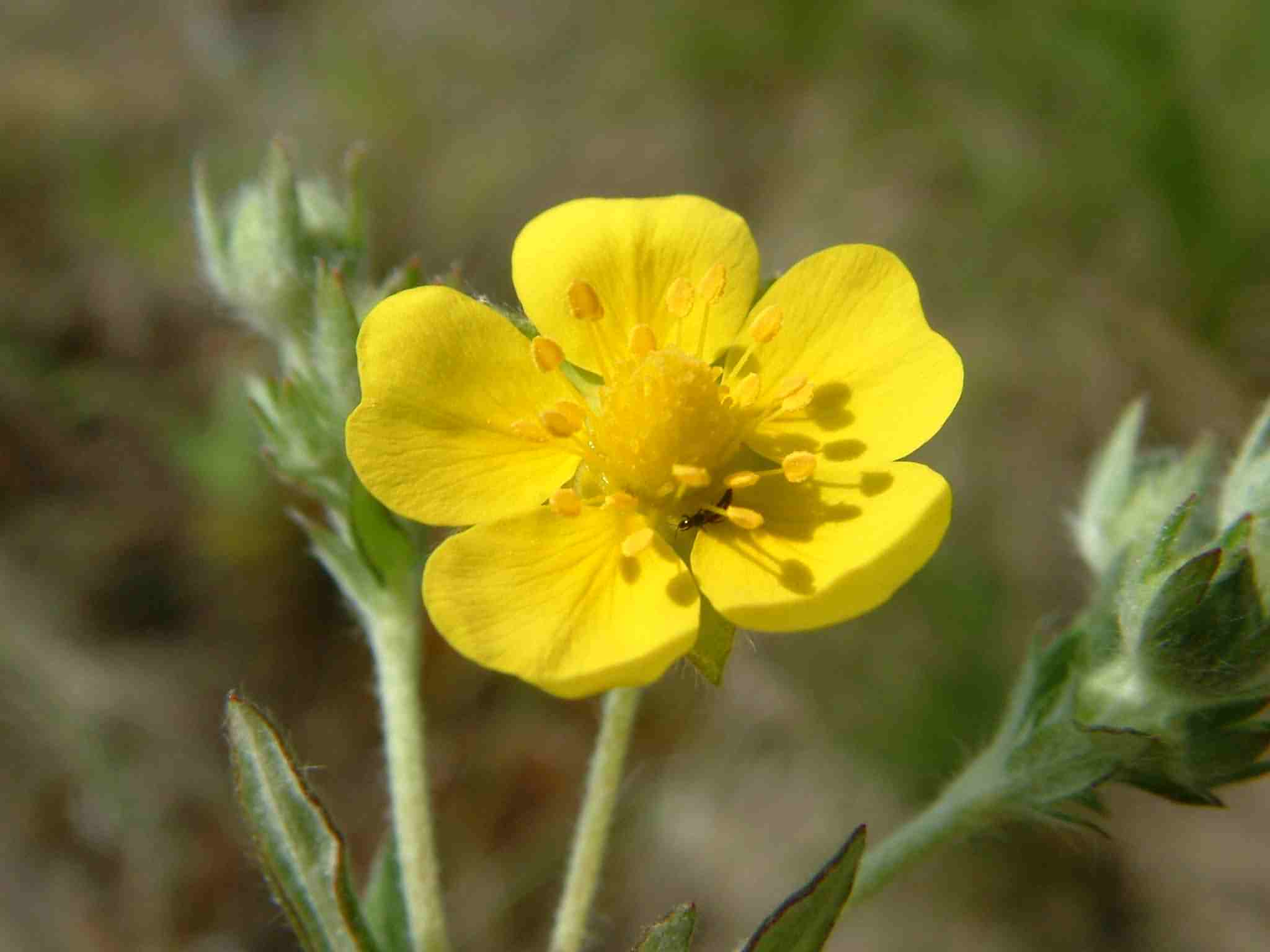 Potentilla argentea 3