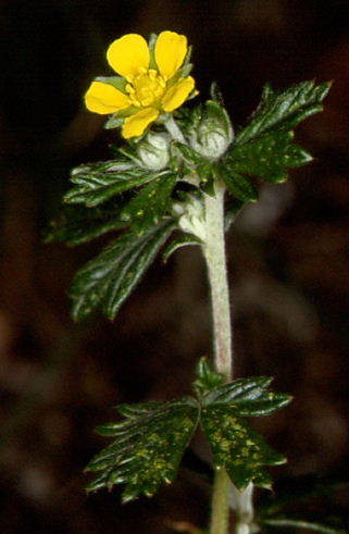 Potentilla argentea 2