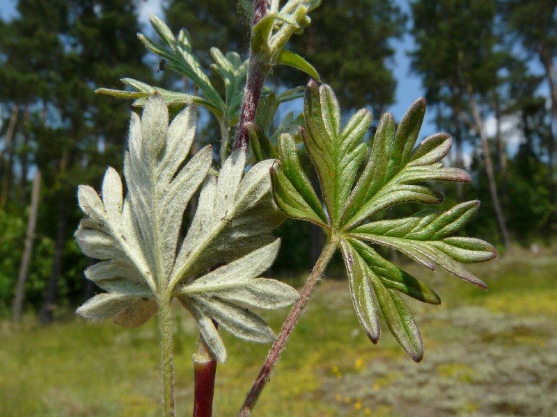 Potentilla argentea 5