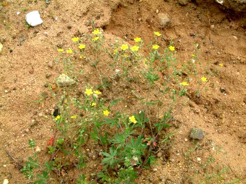 Potentilla argentea 1