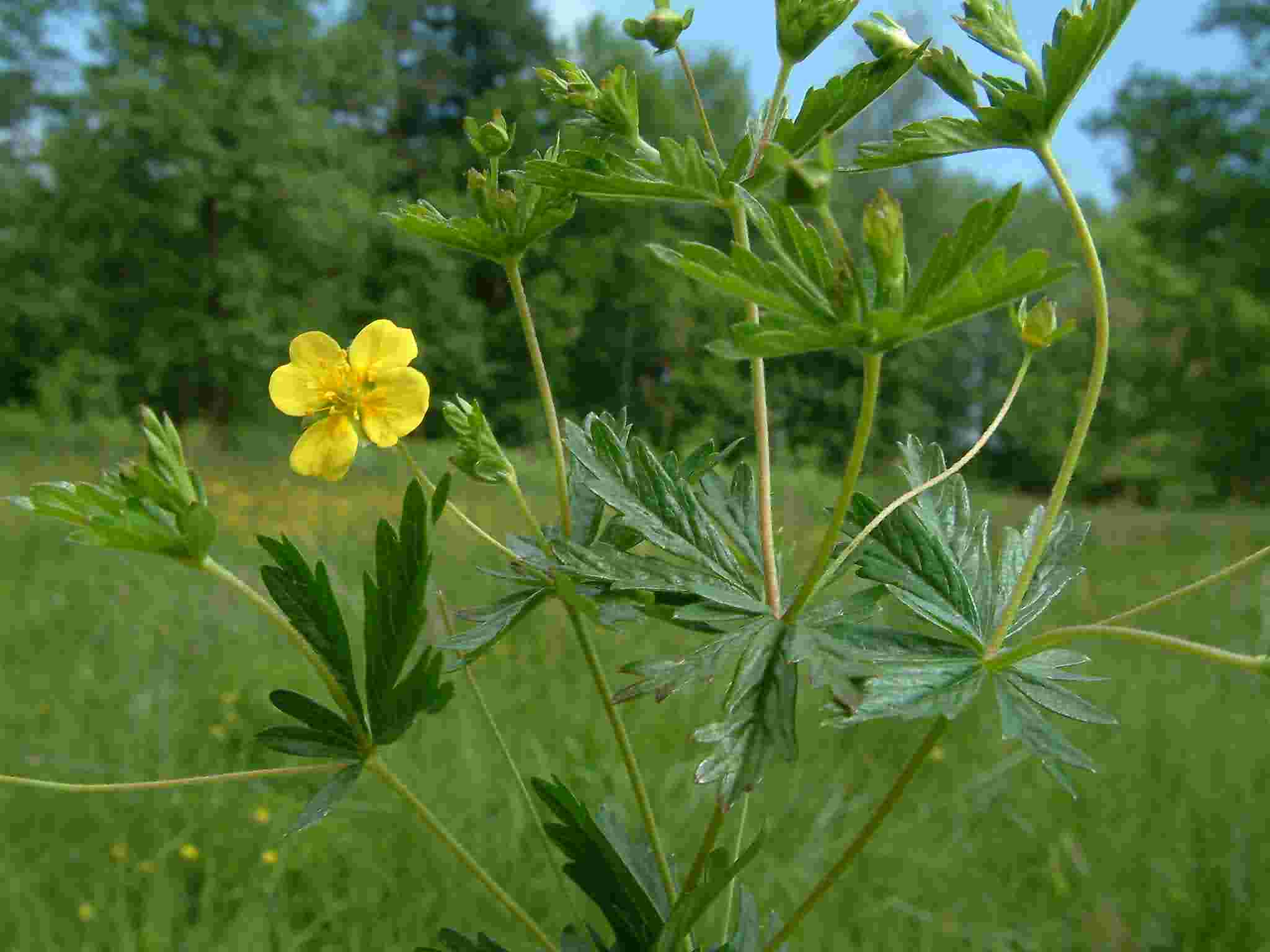 Potentilla erecta 1