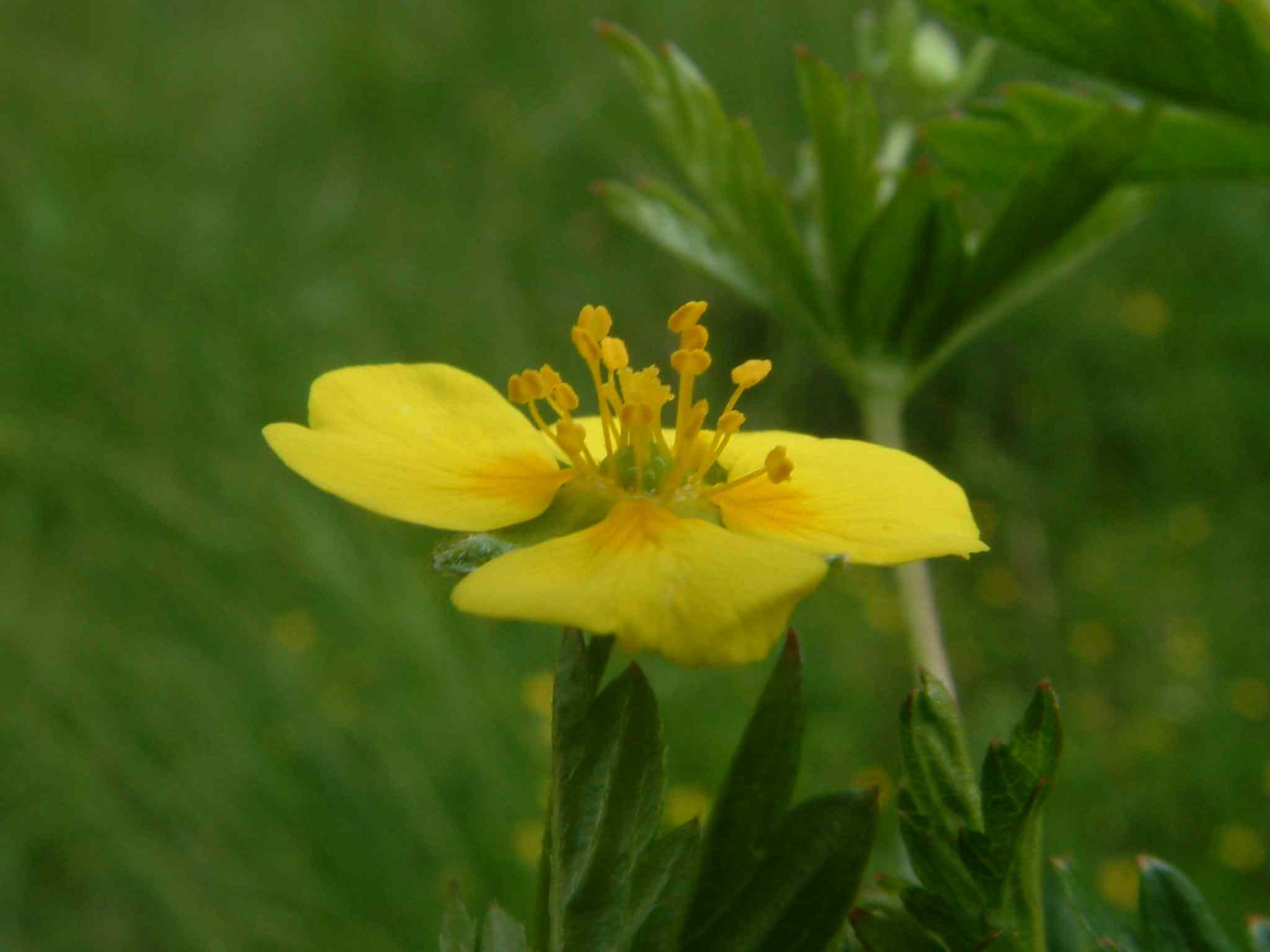 Potentilla erecta 2