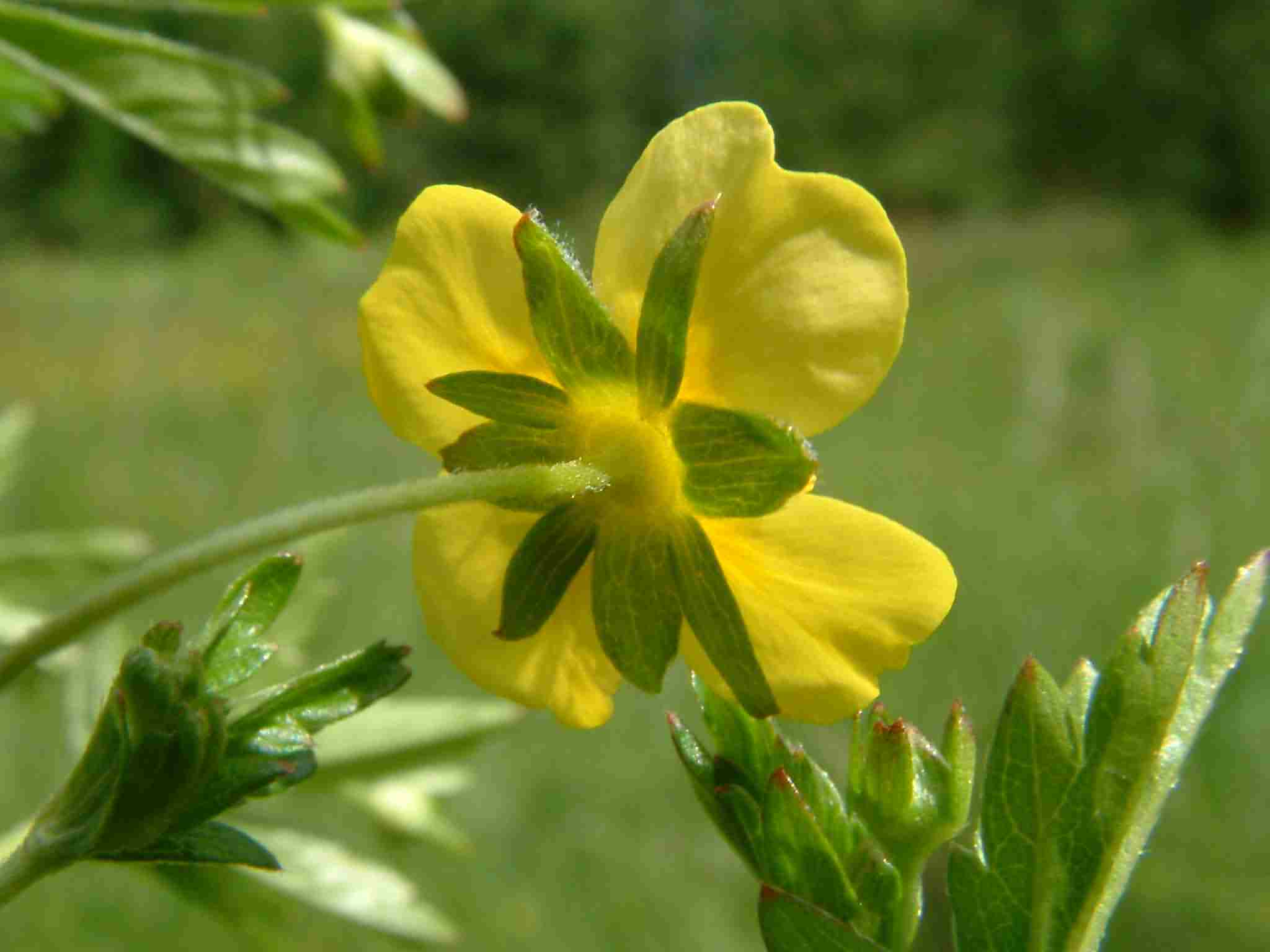 Potentilla erecta 3