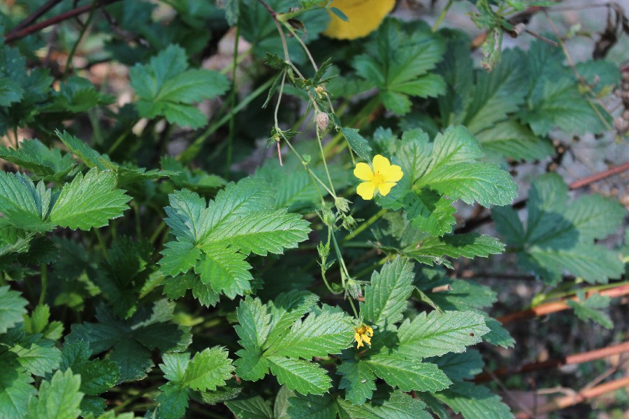 Potentilla inclinata 1