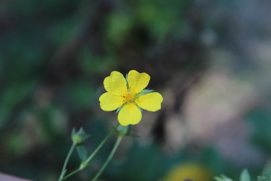 Potentilla inclinata 2