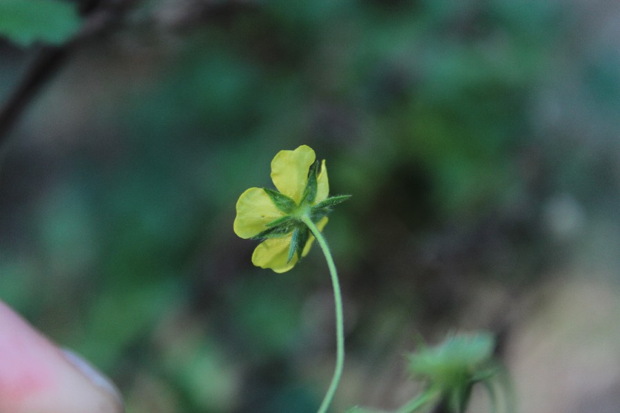 Potentilla inclinata 3