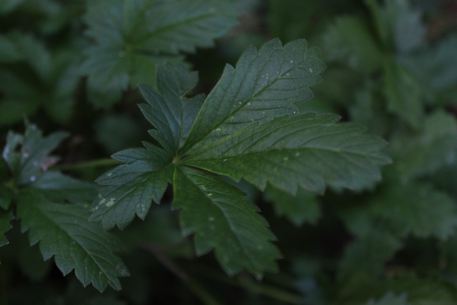 Potentilla inclinata 4