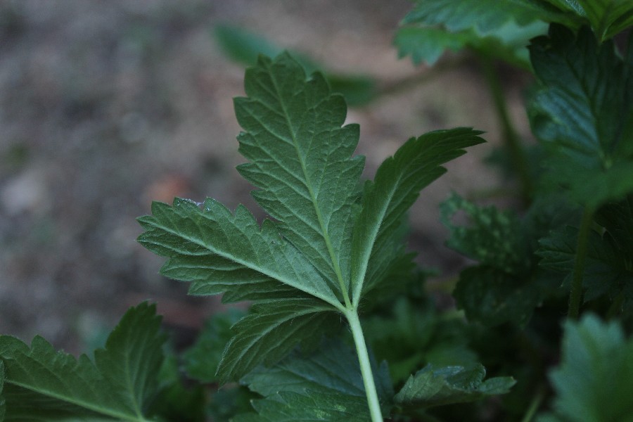 Potentilla inclinata 5