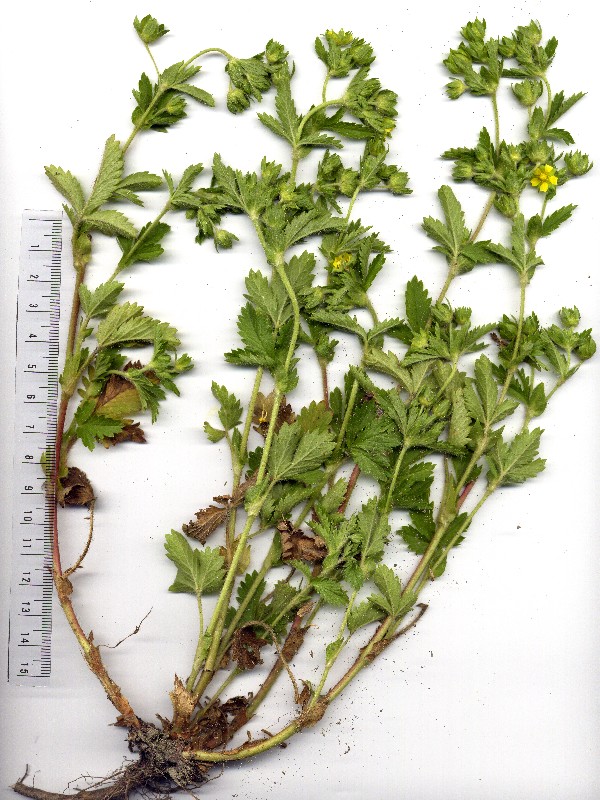 Potentilla norvegica 1