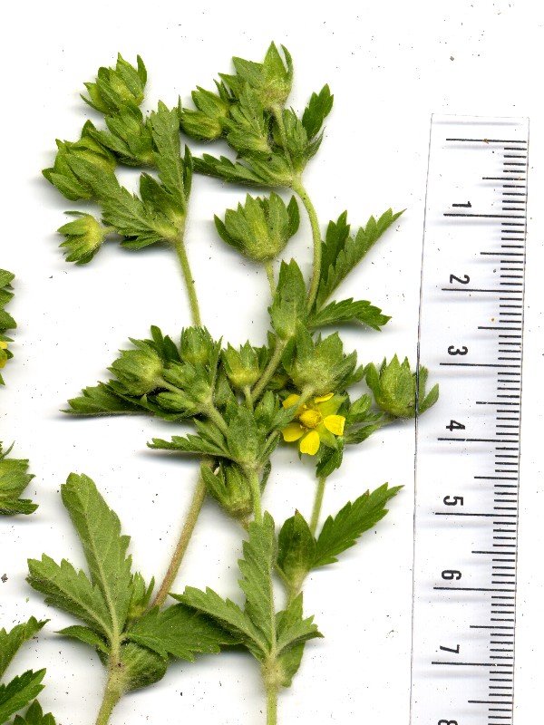 Potentilla norvegica 2