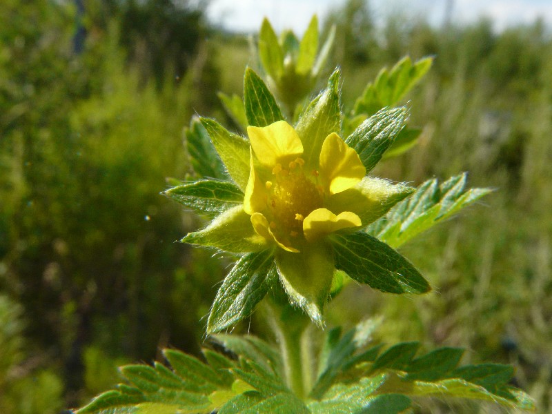 Potentilla norvegica 3