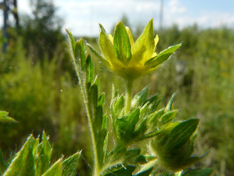 Potentilla norvegica 4