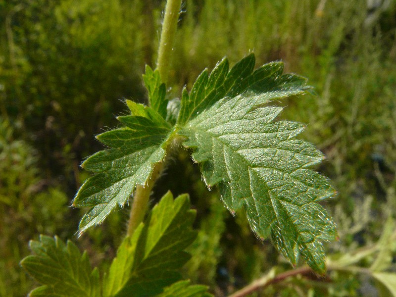 Potentilla norvegica 5