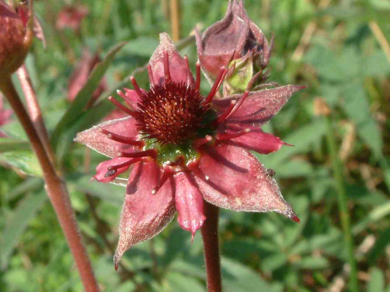 Potentilla palustris 2