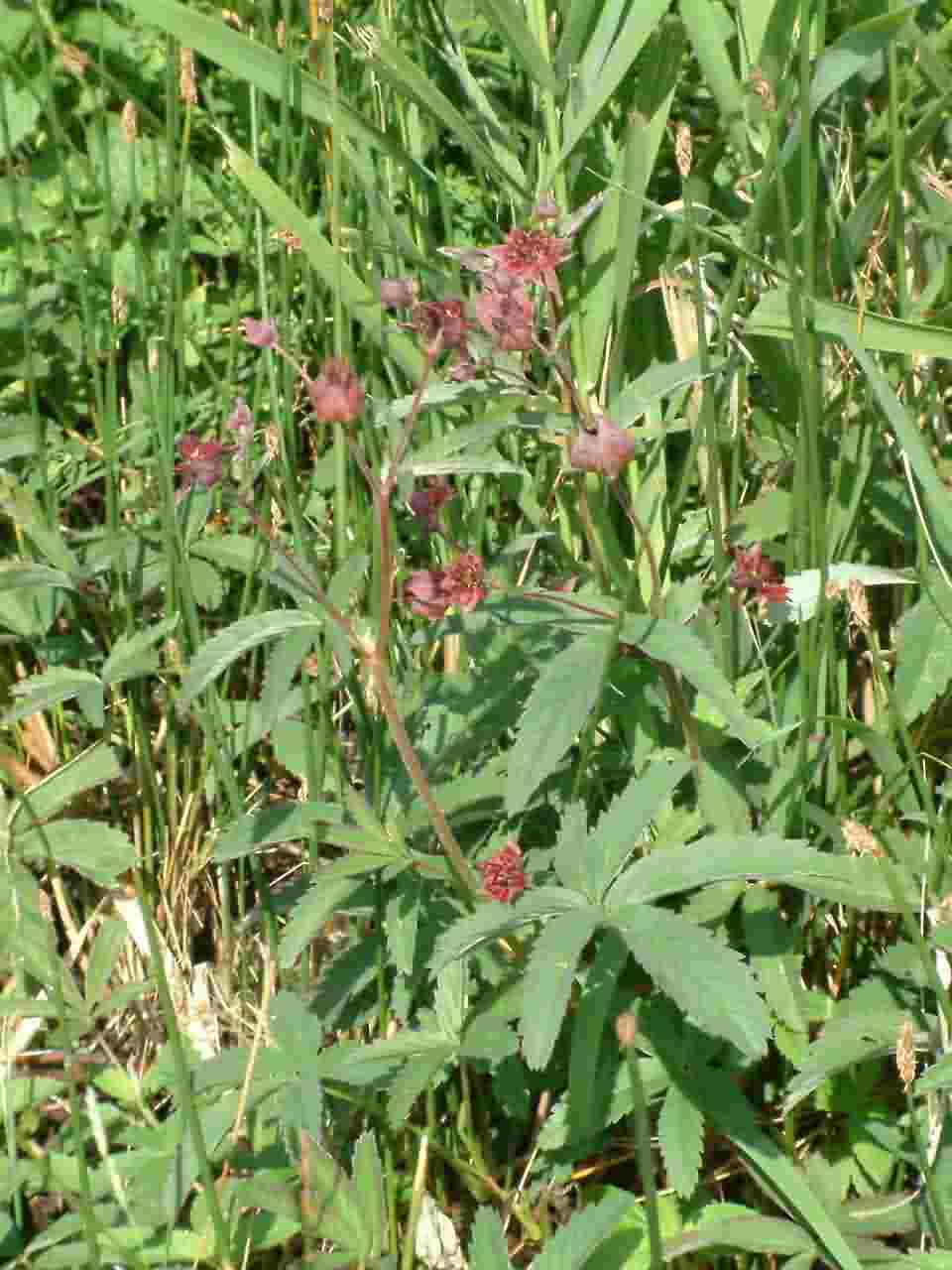 Potentilla palustris 1