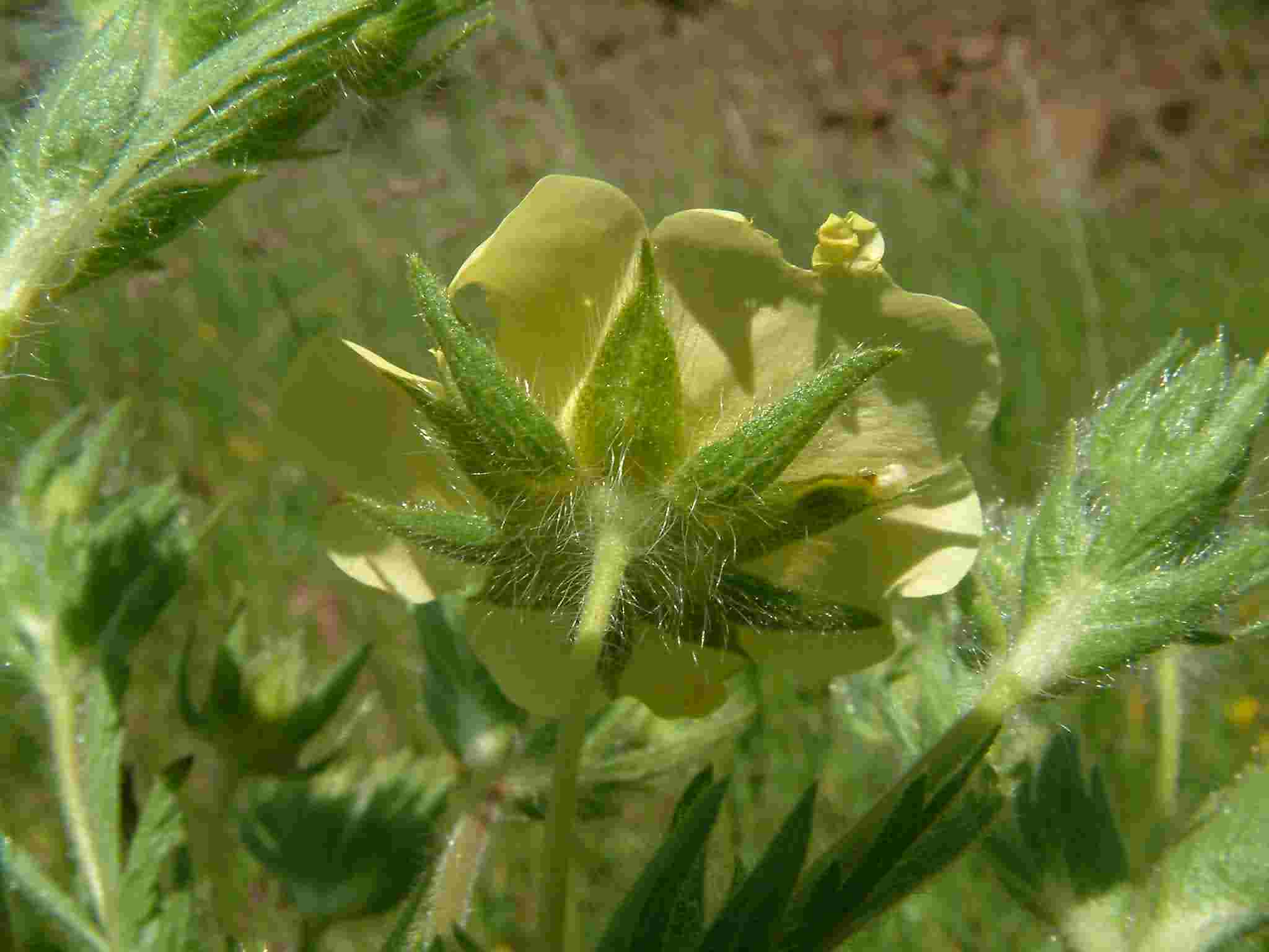 Potentilla recta 2