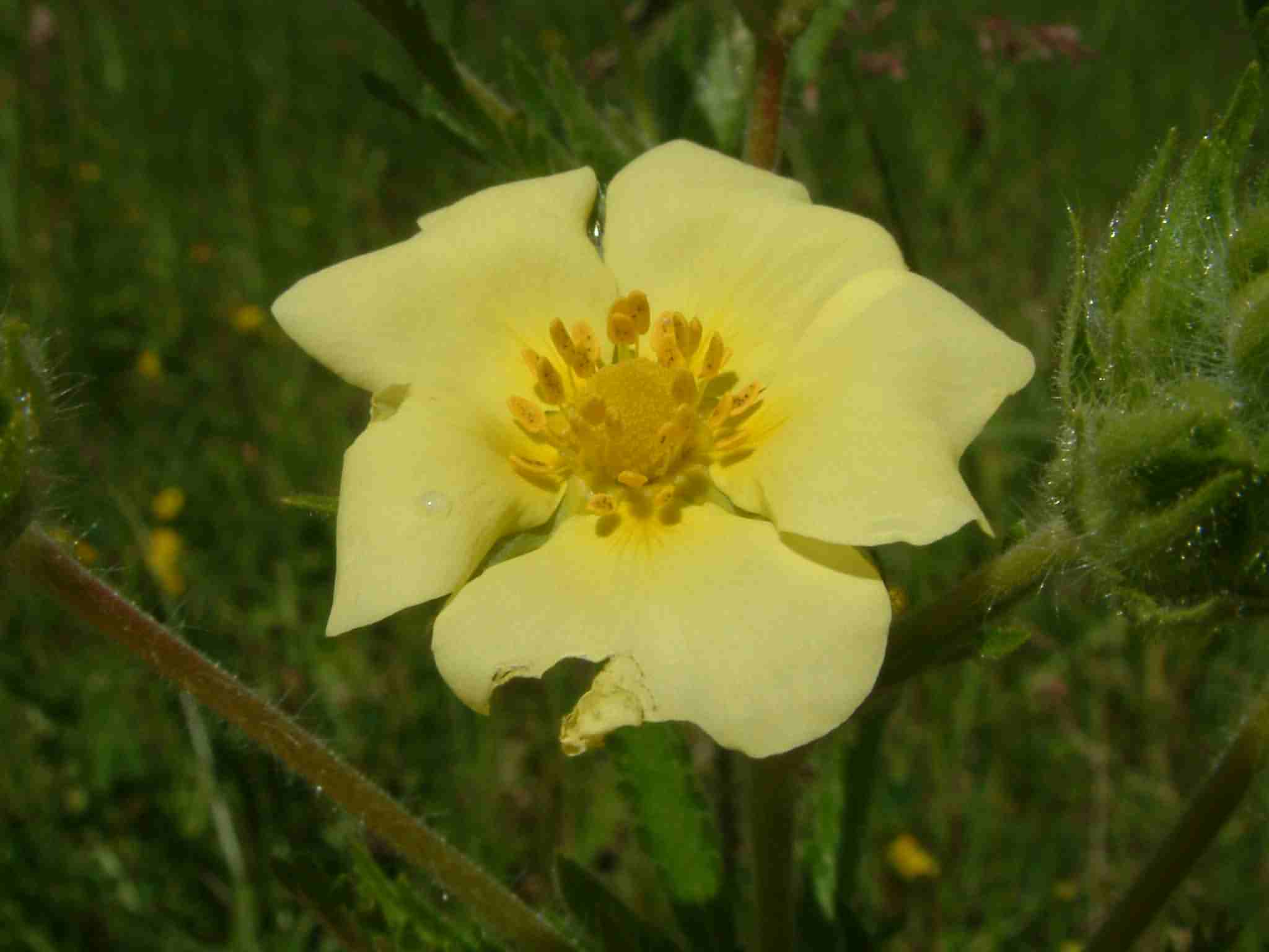 Potentilla recta 3