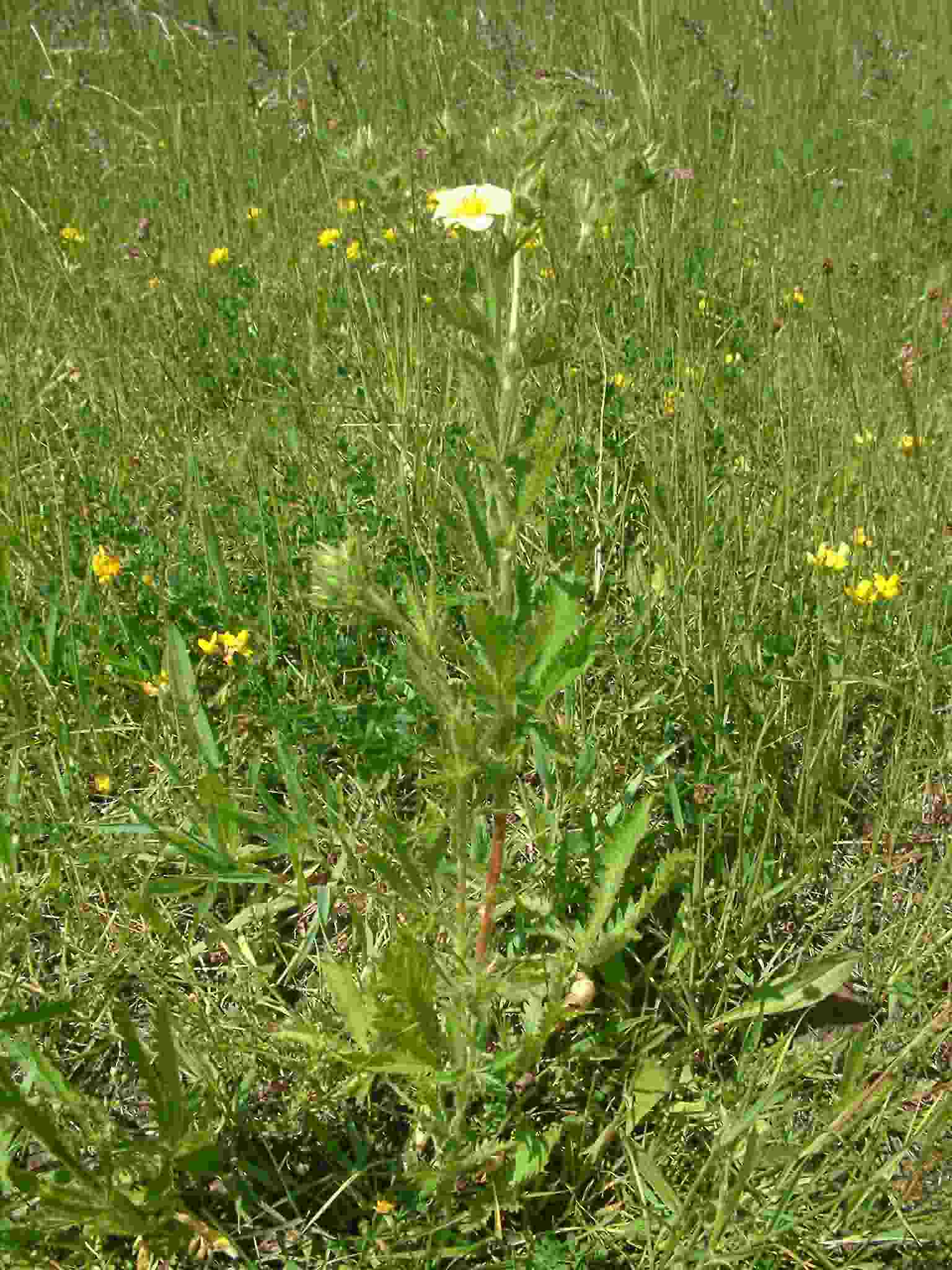 Potentilla recta 1