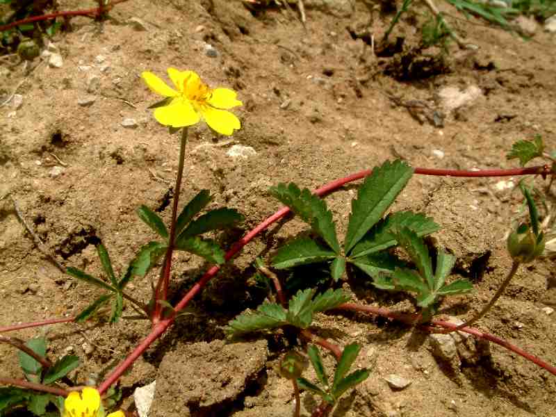 Potentilla reptans 1