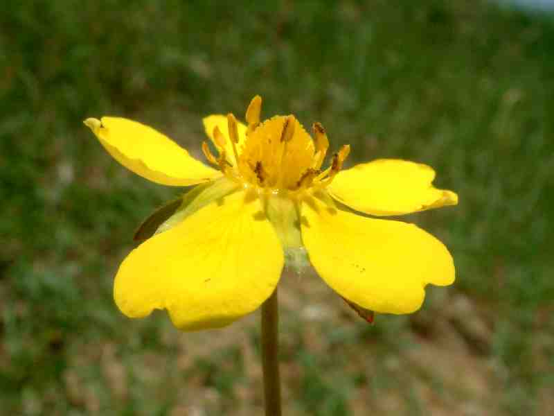 Potentilla reptans 2