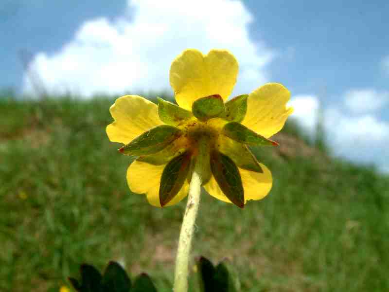 Potentilla reptans 3