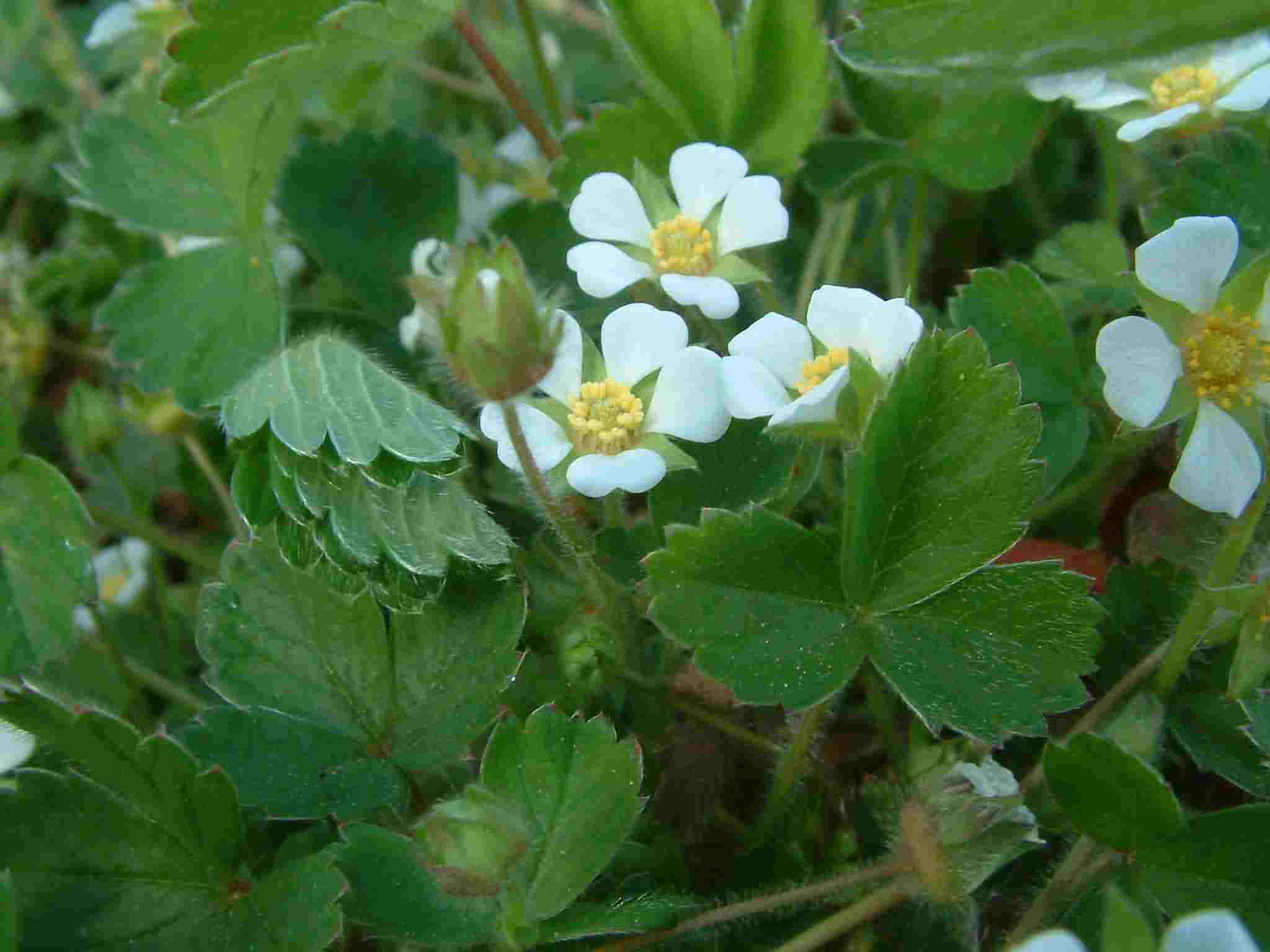 Potentilla sterilis 1