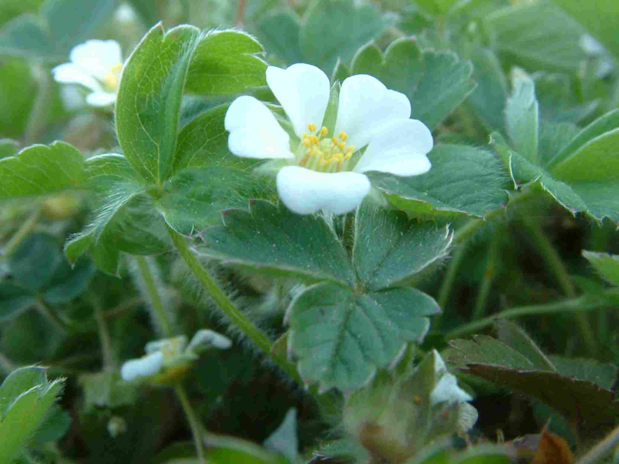 Potentilla sterilis 2