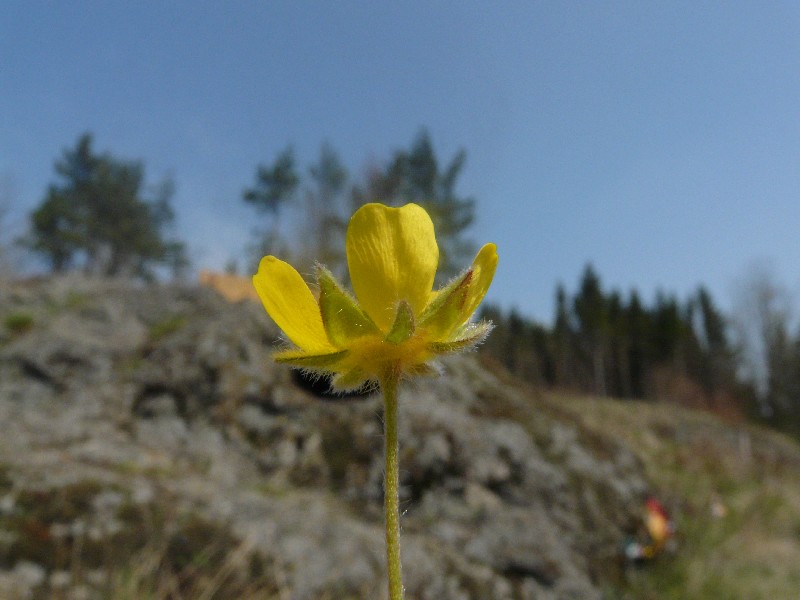 Potentilla tabernaemontani 2