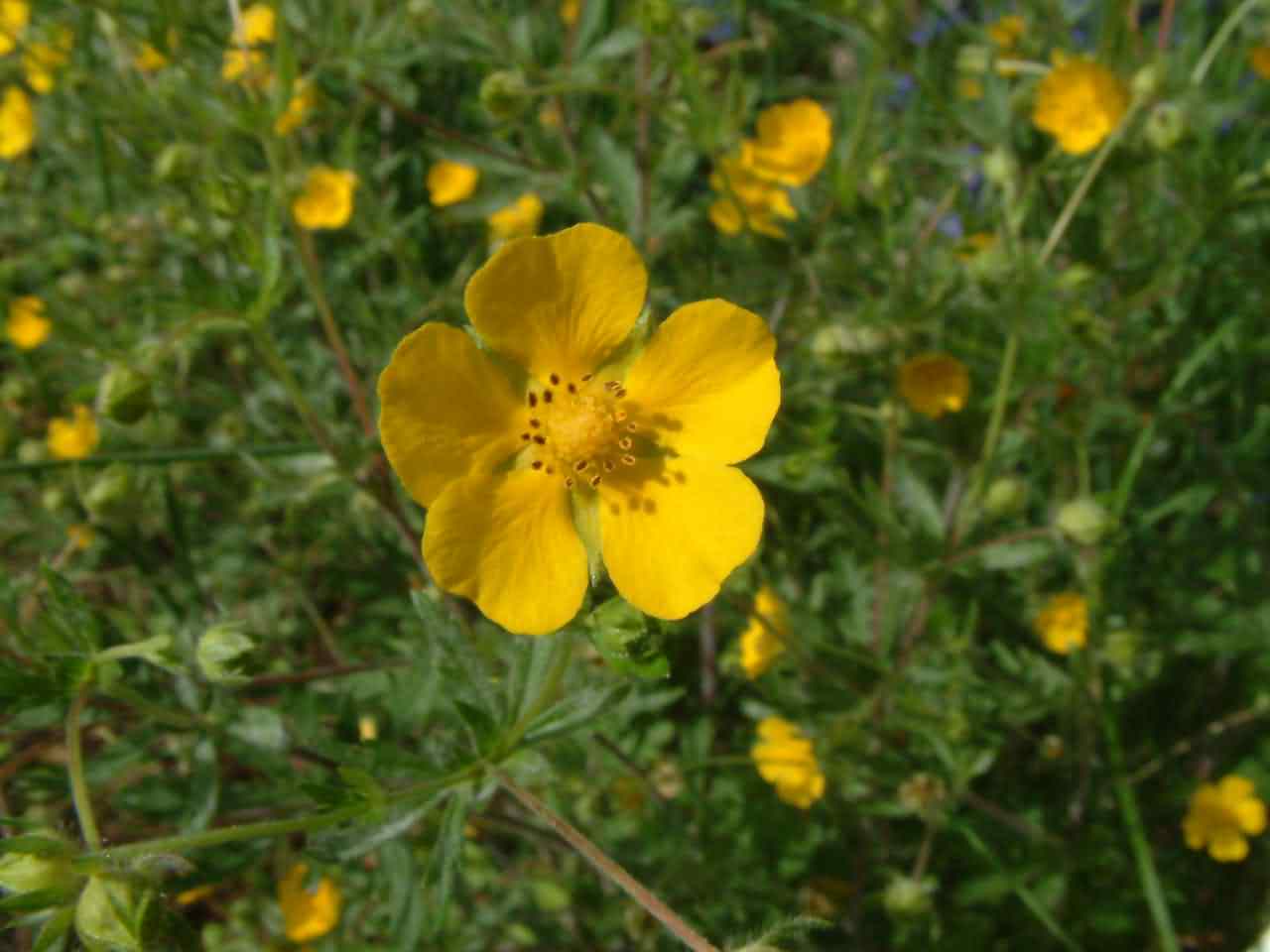 Potentilla thuringiaca 2