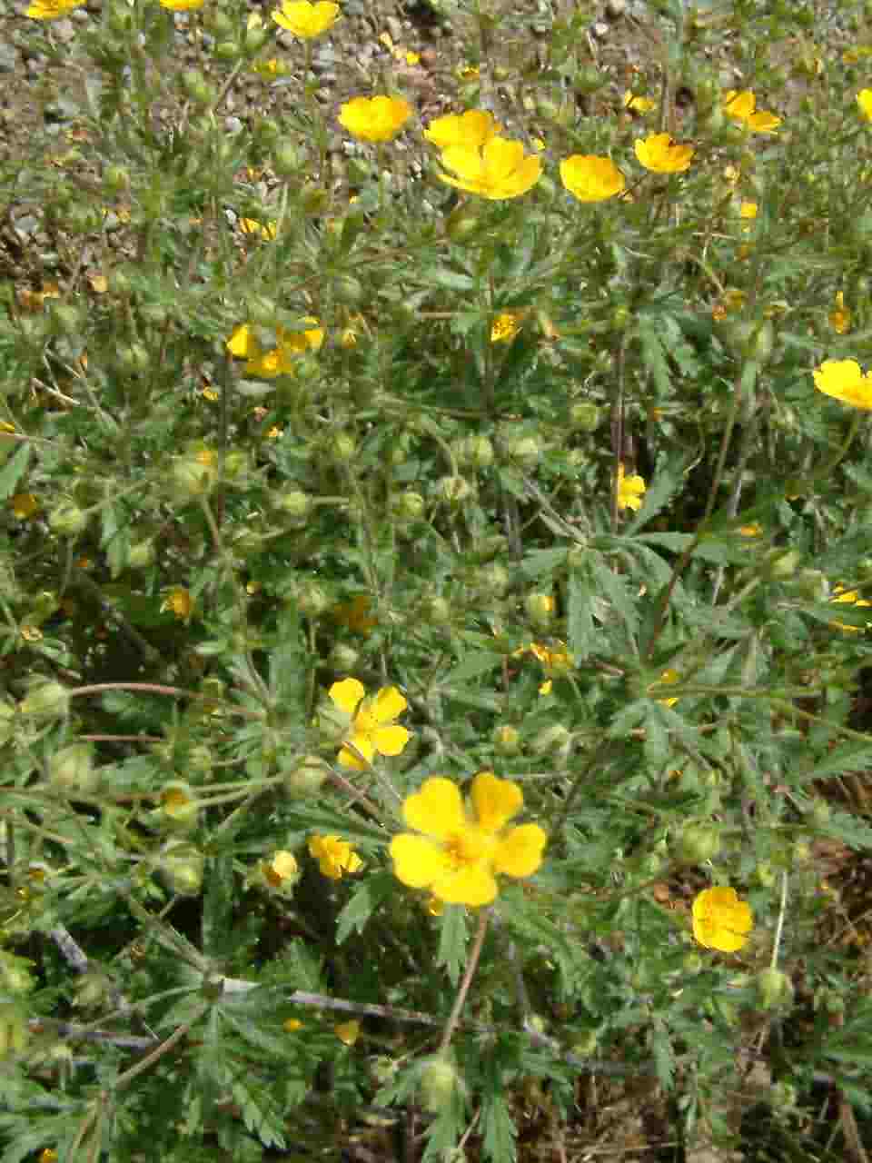 Potentilla thuringiaca 1