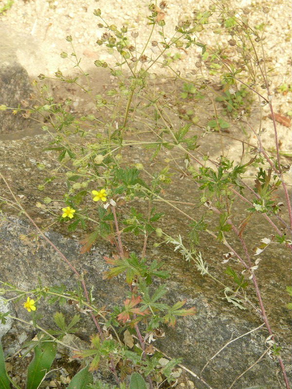 Potentilla thyrsiflora 1