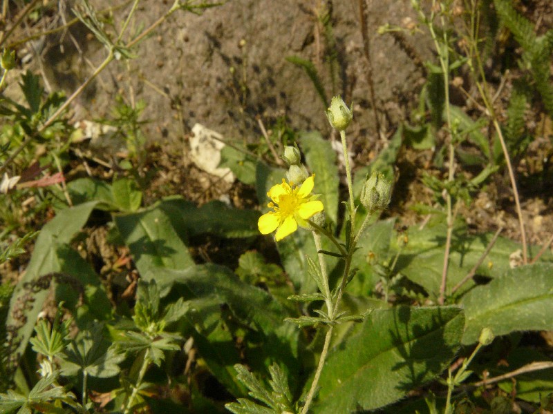 Potentilla thyrsiflora 2