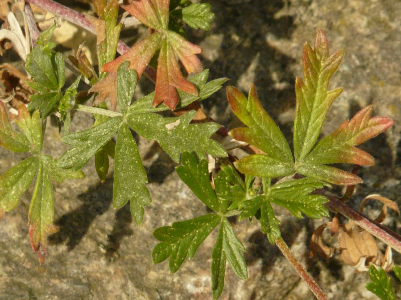 Potentilla thyrsiflora 3