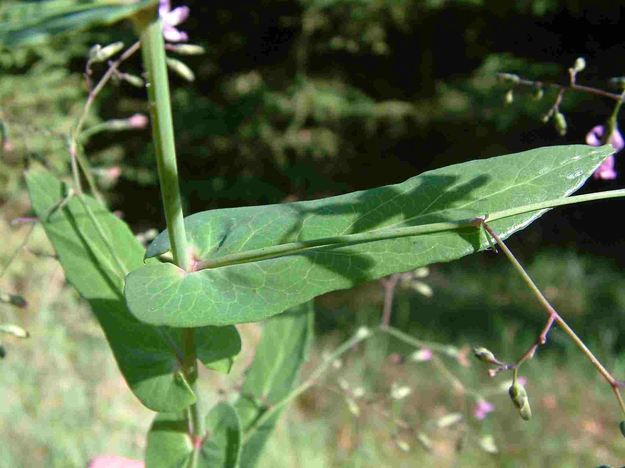 Prenanthes purpurea 4