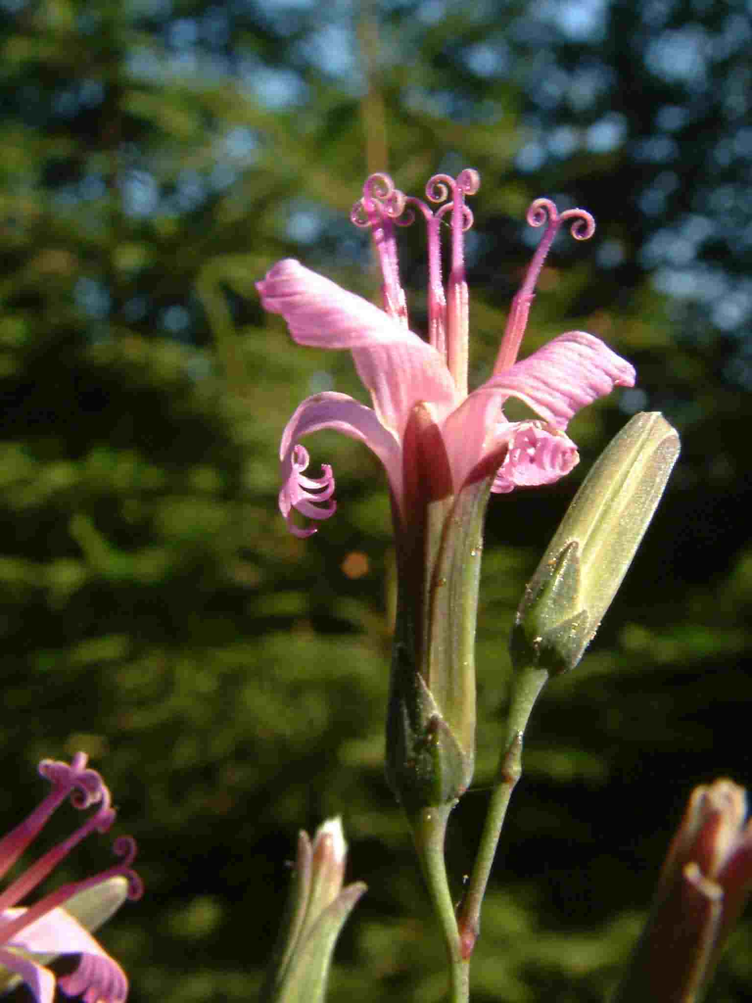 Prenanthes purpurea 2