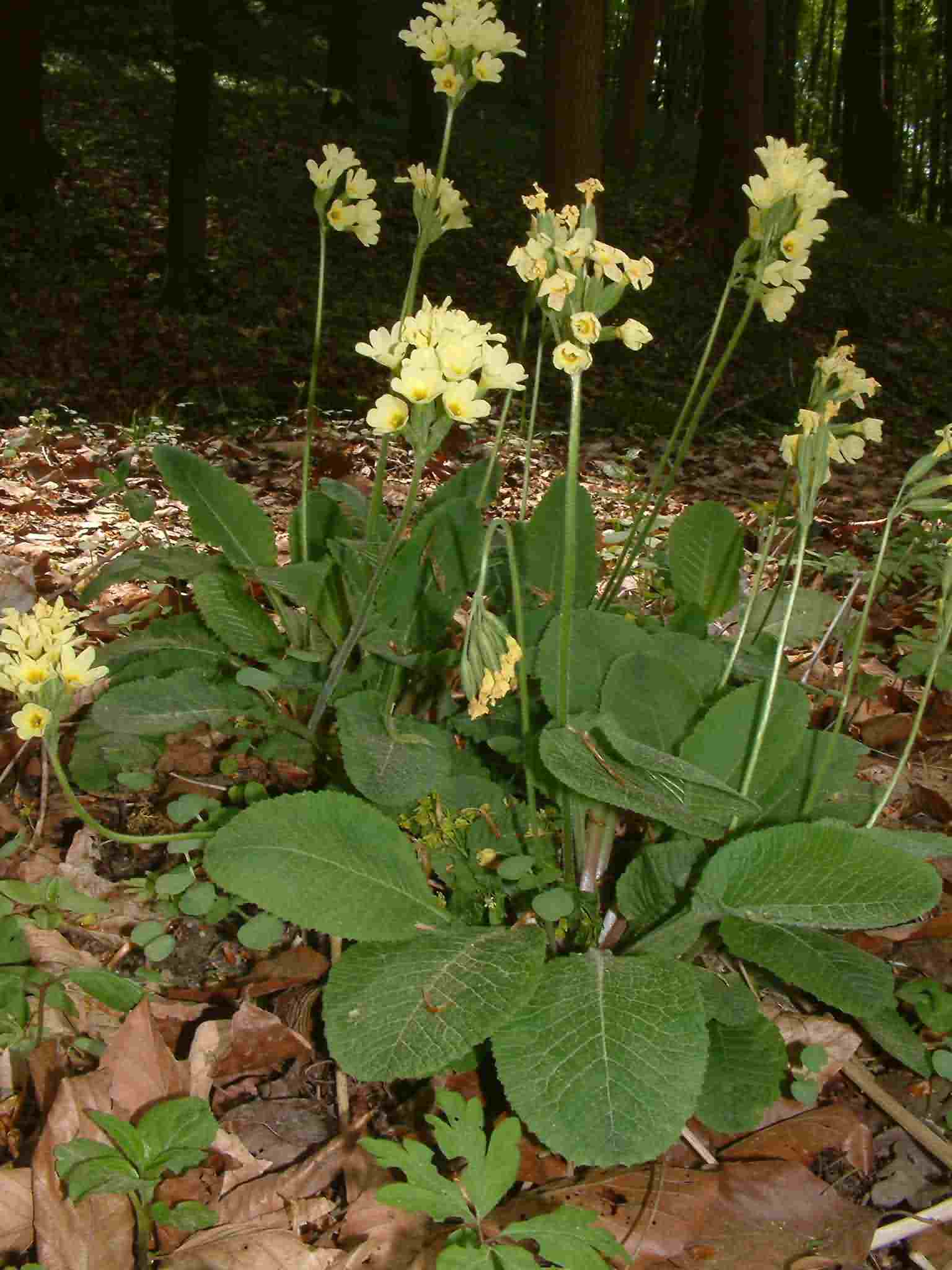 Primula elatior 1