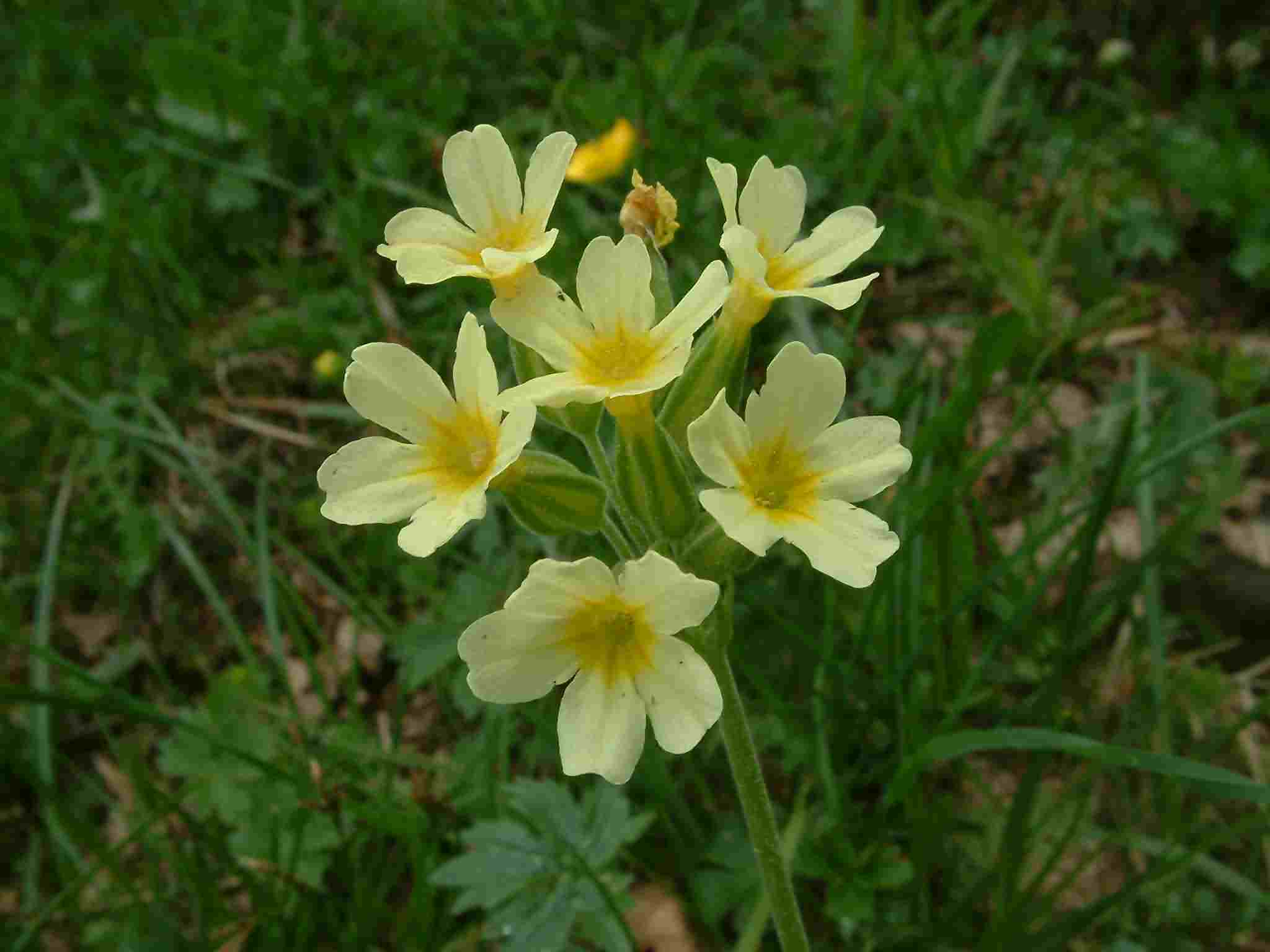 Primula elatior 2