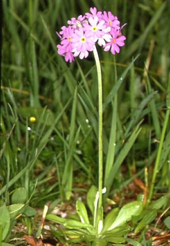 Primula farinosa 1