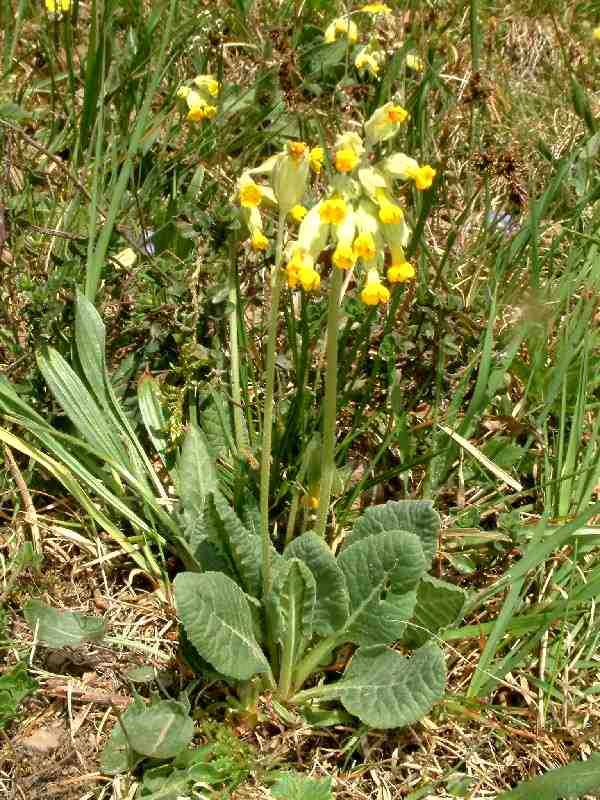 Primula veris 1