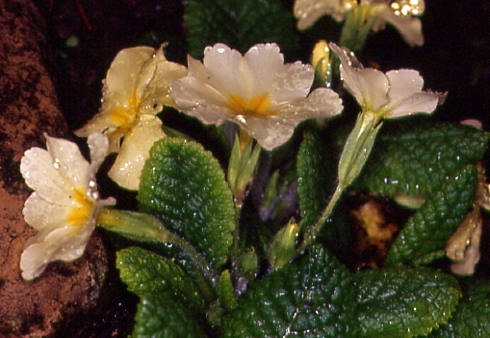 Primula vulgaris 1