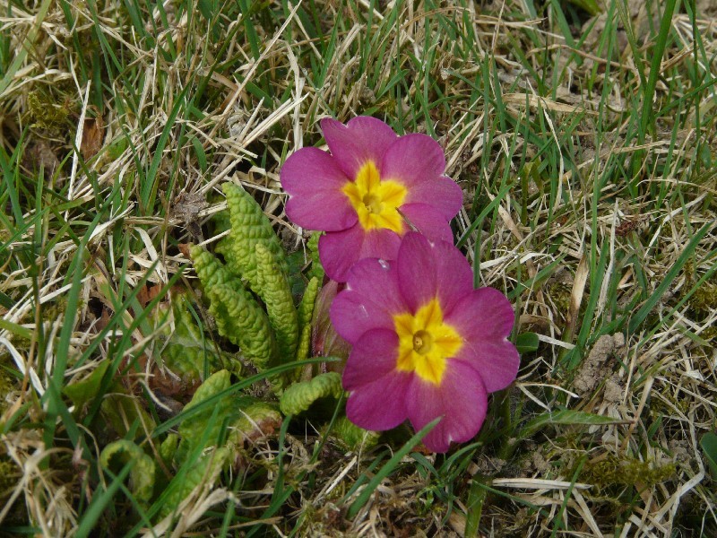 Primula Ã€ polyantha