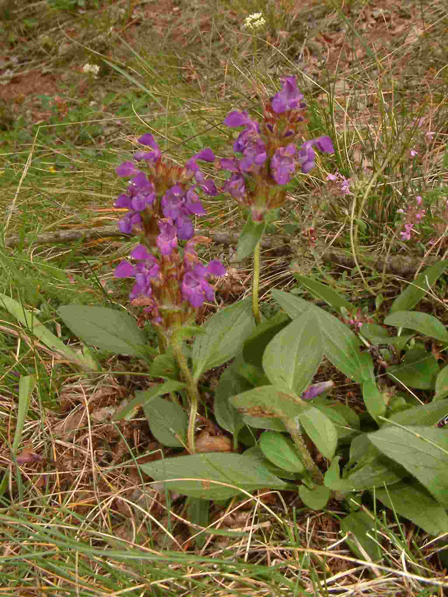 Prunella grandiflora 1