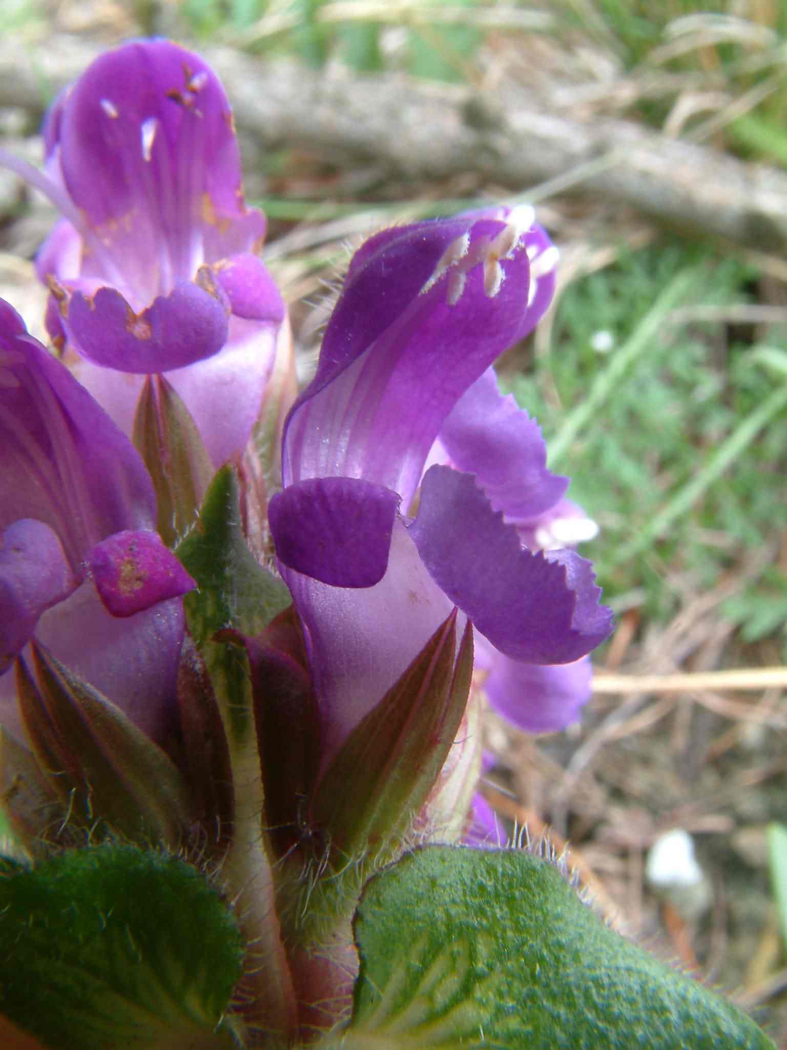 Prunella grandiflora 2