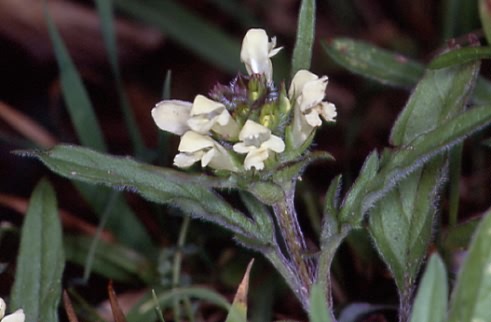 Prunella laciniata