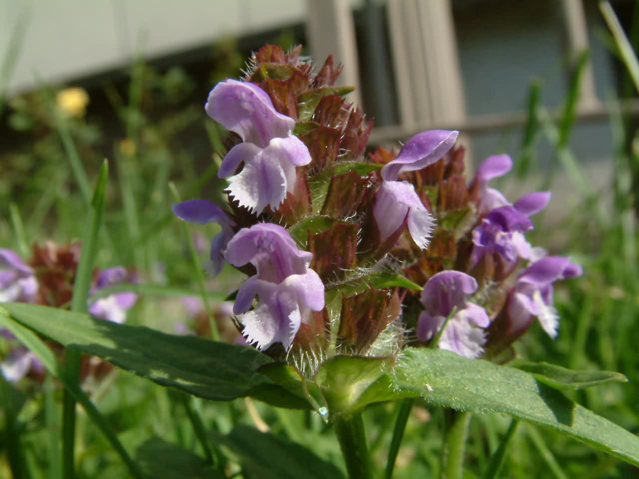 Prunella vulgaris 1