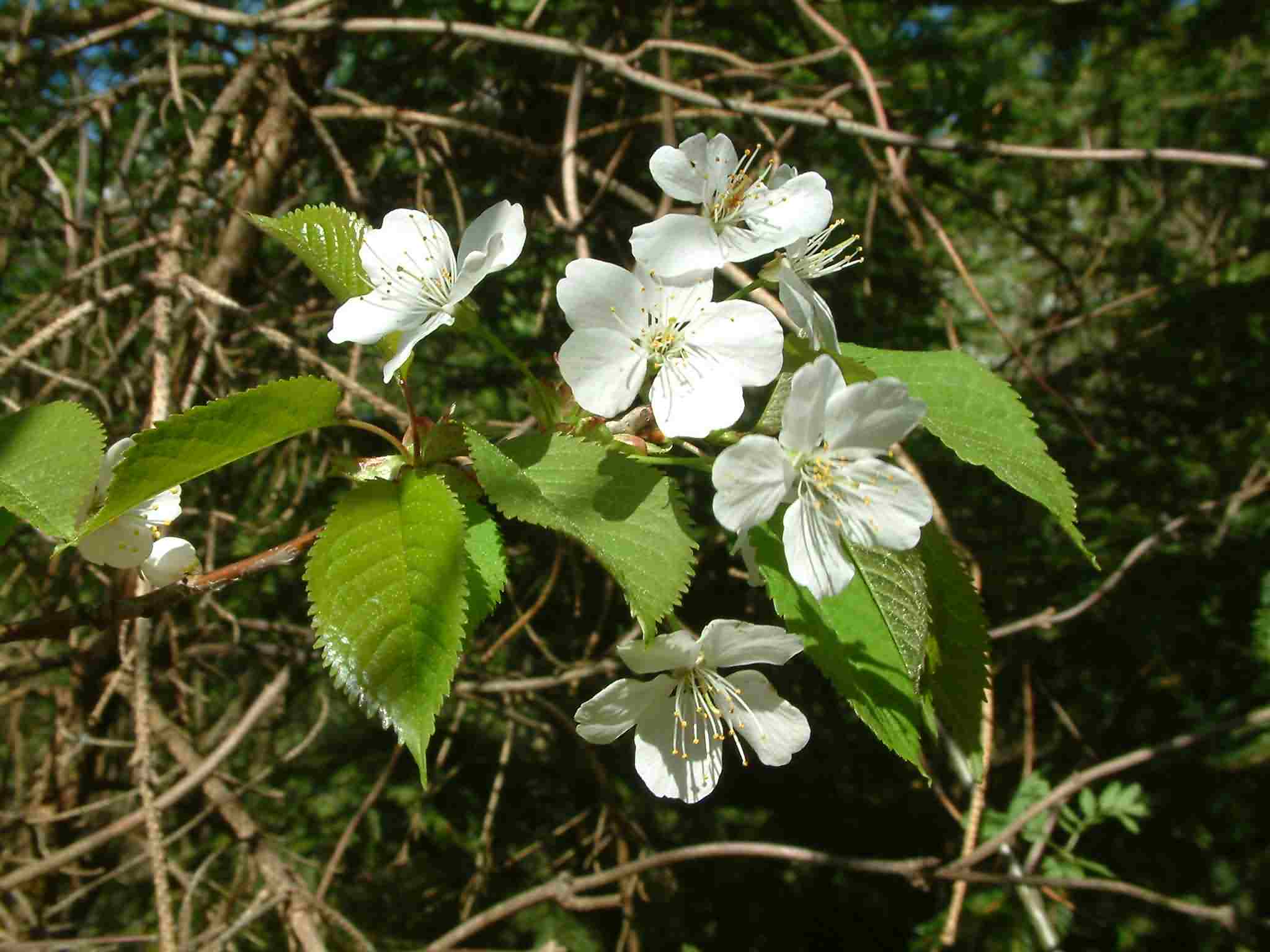 Prunus avium 2