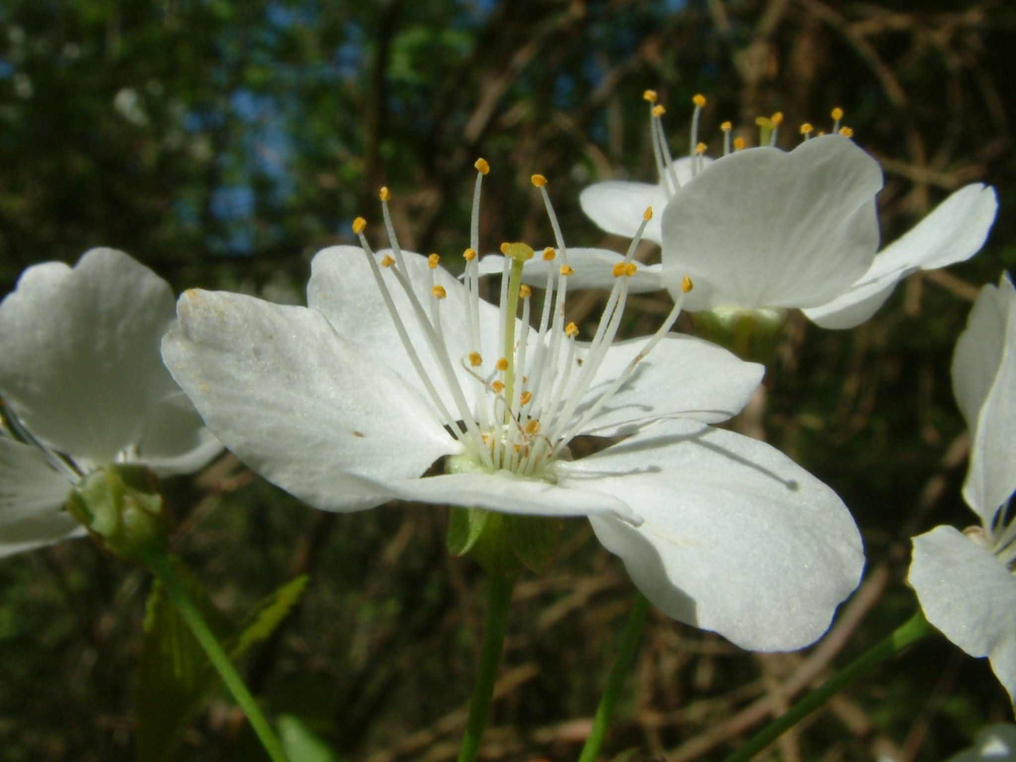 Prunus avium 3